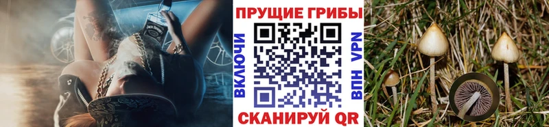 Псилоцибиновые грибы прущие грибы  Шуя 